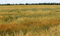 Колекційний розплідник (червень)