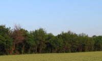 Селекція ФГ Бор