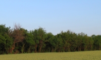 Селекция ФХ Бор