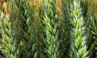 Сталева (посев 2017 года)
